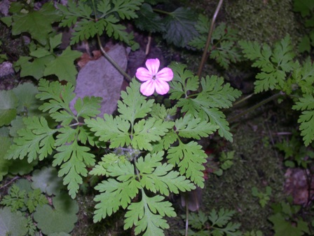 Geranium robertianum / Geranio di S.Roberto